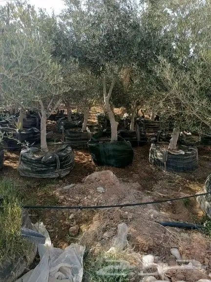 يتوفر لدينا أشجار الزيتون 1