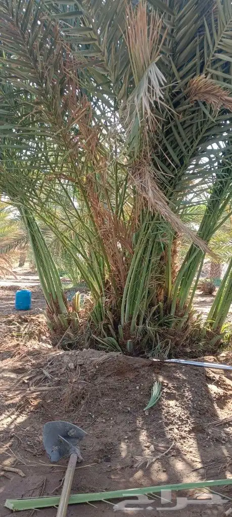 نخل مثمر 0