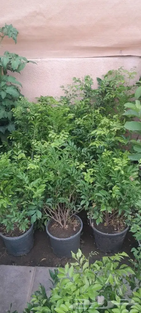 مشتل تنسيق حدائق 5