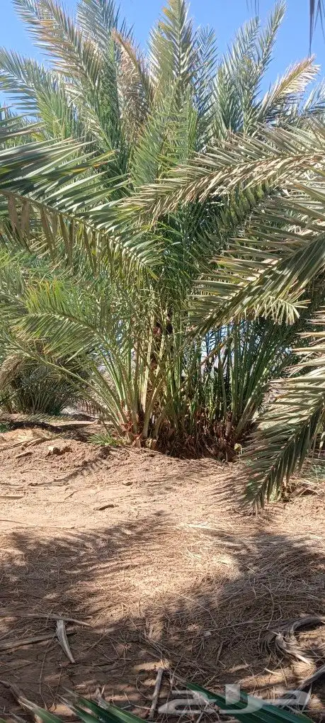 نخل مثمر 3