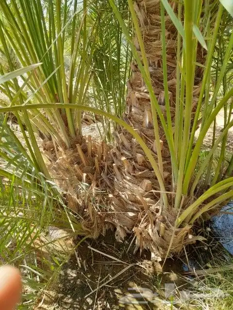 نخل مثمر 1