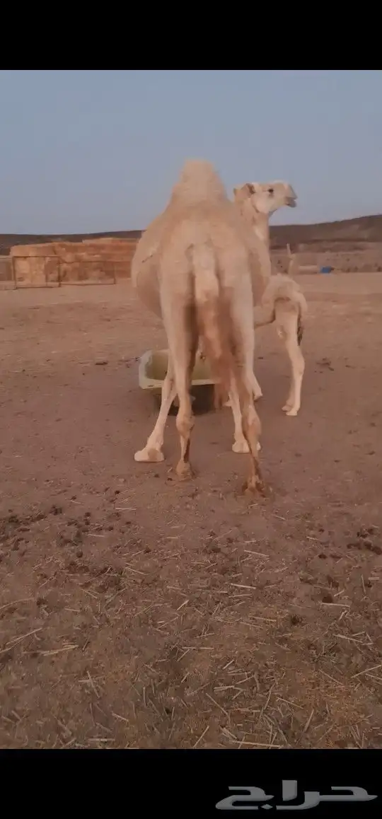 خلفه تحتها بكرة 2