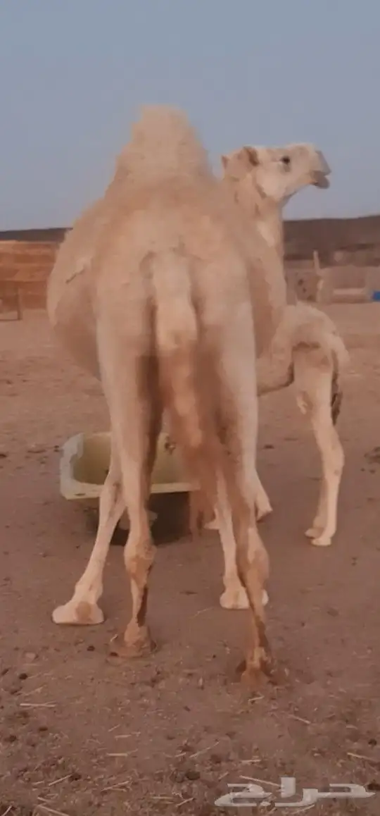 خلفه تحتها بكرة 1