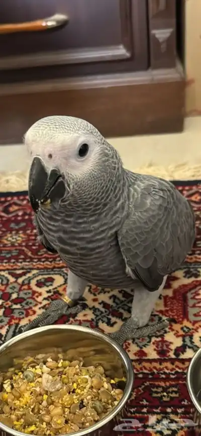 كاسكو مفقود فالرياض مكافأة لمن يجده 1