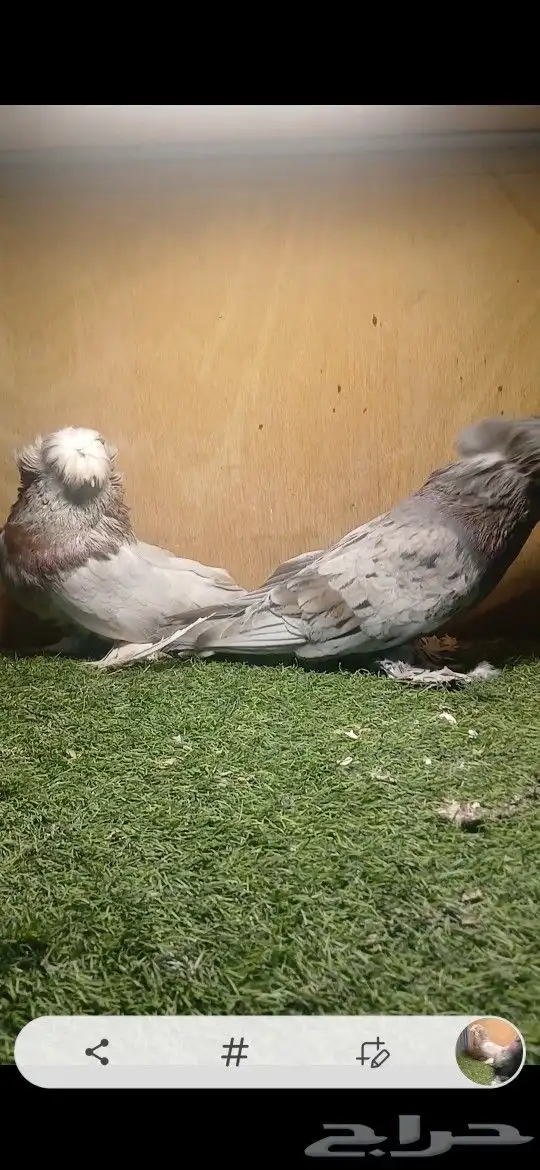 بخارى تم البيع 5