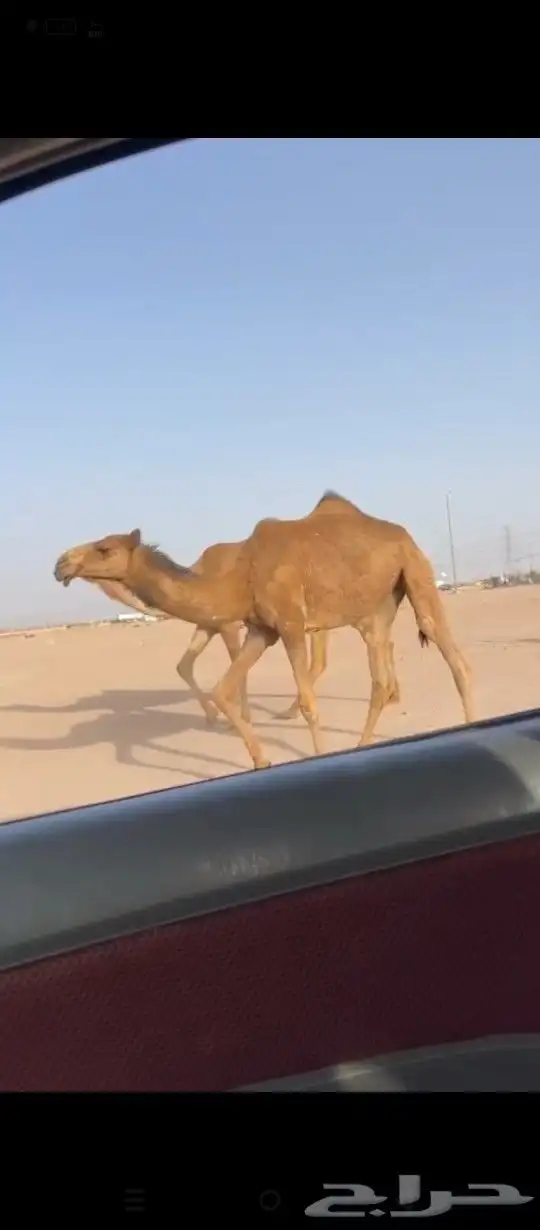 بكار حقه ولقيه 1