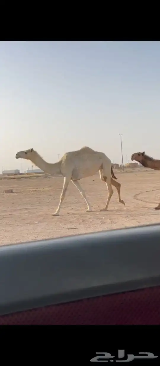بكار حقه ولقيه 3
