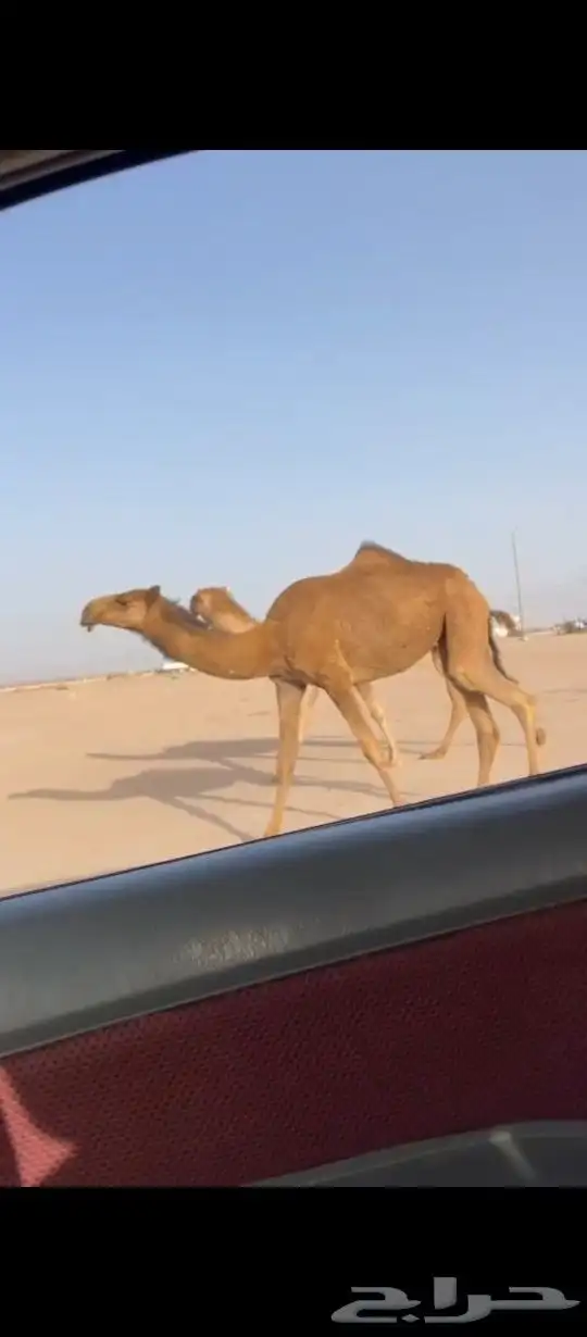 بكار حقه ولقيه 2