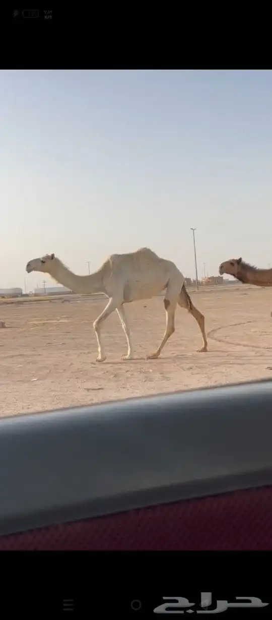 بكار حقه ولقيه 0