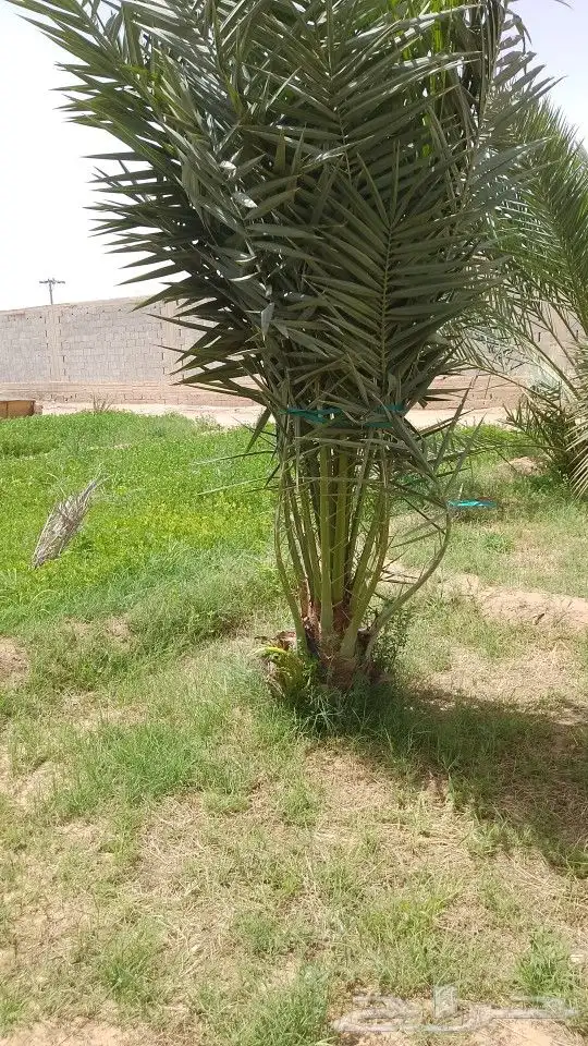 السلام عليكم ورحمه الله وبركاته يوجد لدينا جميع انواع النخيل 9