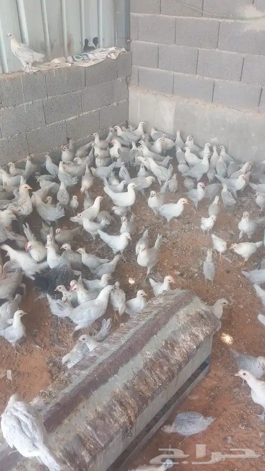 يوجد لدينا ديوك لبيع اعمار شهرين وشهرين ونصف 1