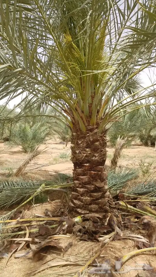 السلام عليكم ورحمه الله وبركاته يوجد لدينا جميع انواع النخيل 7