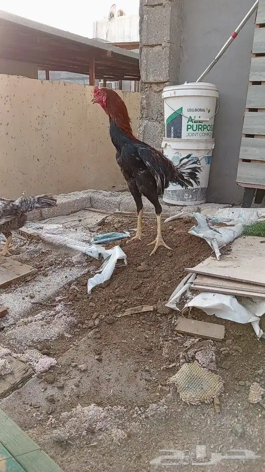 تم البيع ديوك شامو ياباني 2