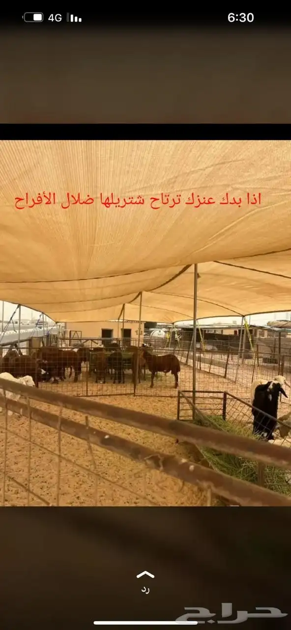 مضلات حلال للبيع 3