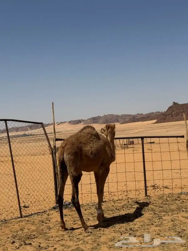 قعود لباني خوار للبيع بالعلا 0