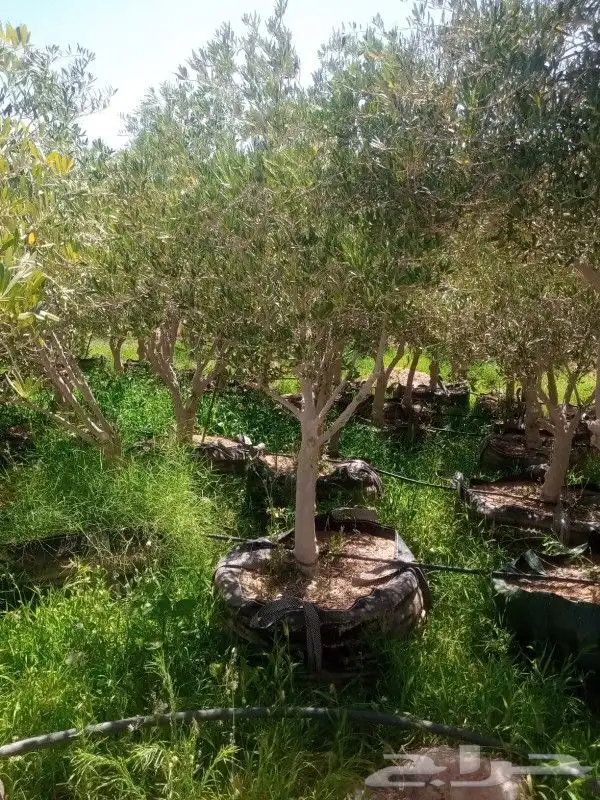 يتوفر لدينا أشجار الزيتون 2