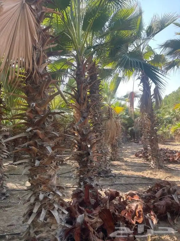 نخيل واشنطونيا   جميع انواع النخيل   تكريب   نظافة   قص سعف 0