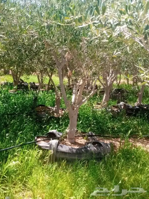يتوفر لدينا أشجار الزيتون 0