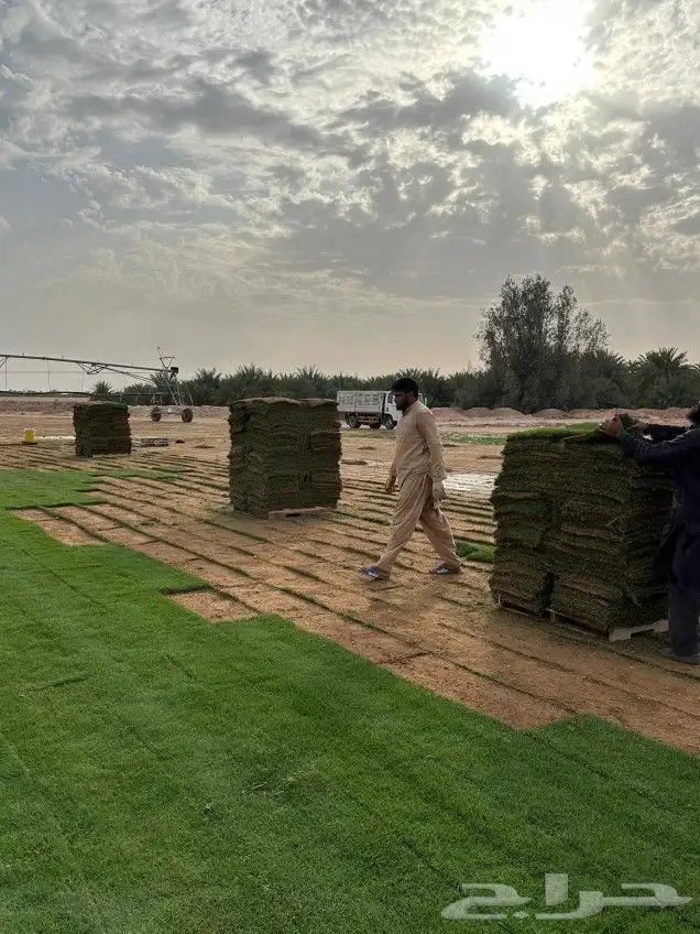 ثيل نجيل سي الفين درج اولي صافي و خالي من الاعشاب 6