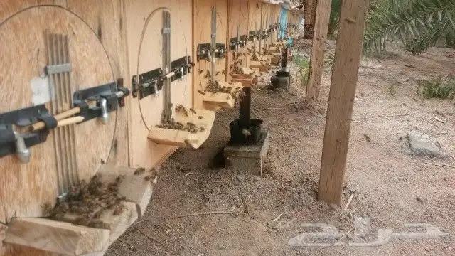 نحل غنامي عسال وانواع العسل الطبيعي الدوئي ويوجد خدمةالتوصيل 19