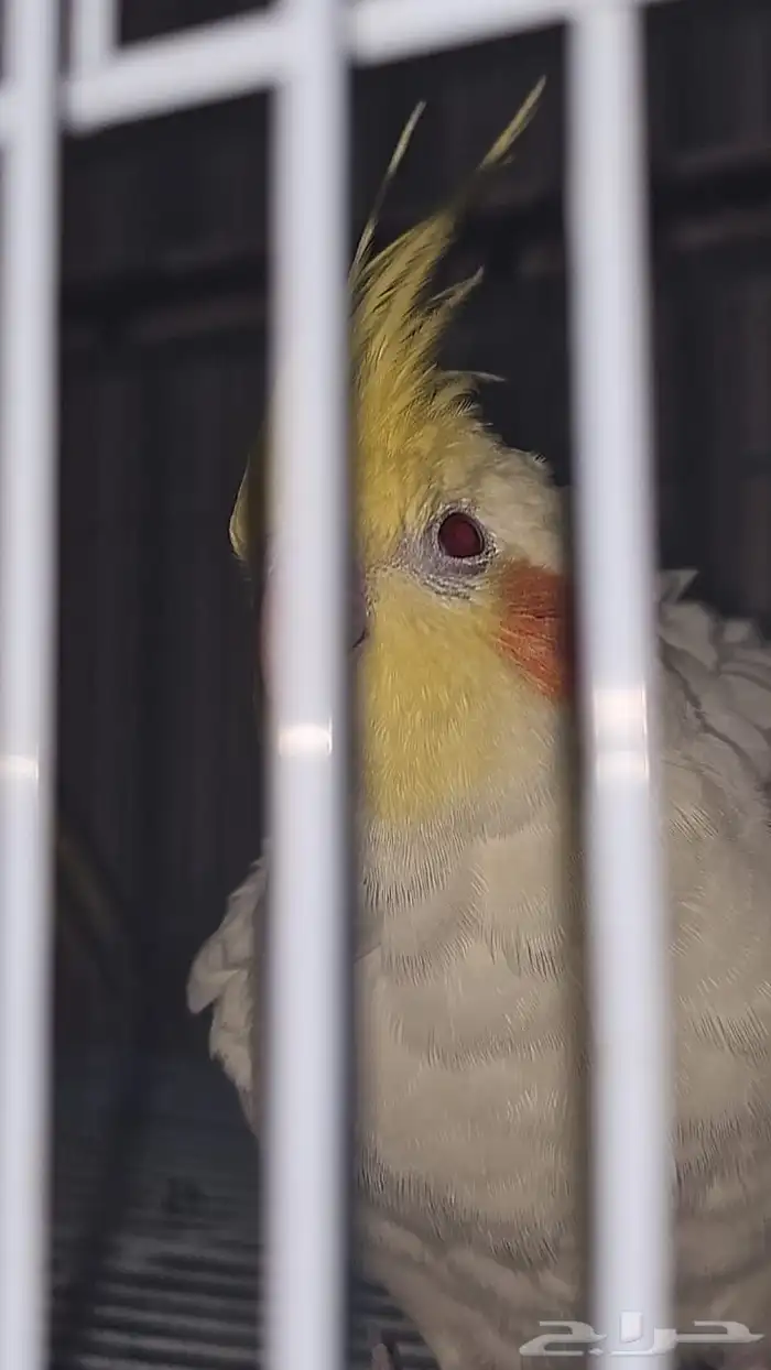 جوز كوكتيل للبيع 1