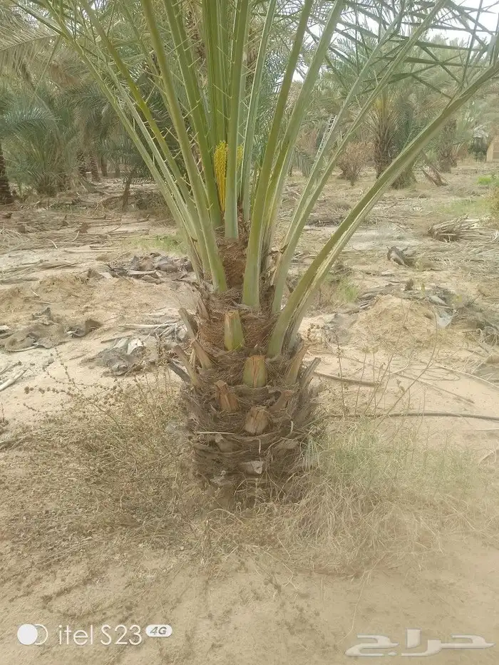 السلام عليكم ورحمه الله وبركاته يوجد لدينا جميع انواع النخيل 2