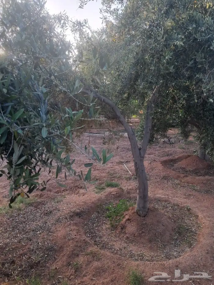 اشجار ونخيل للبيع 6