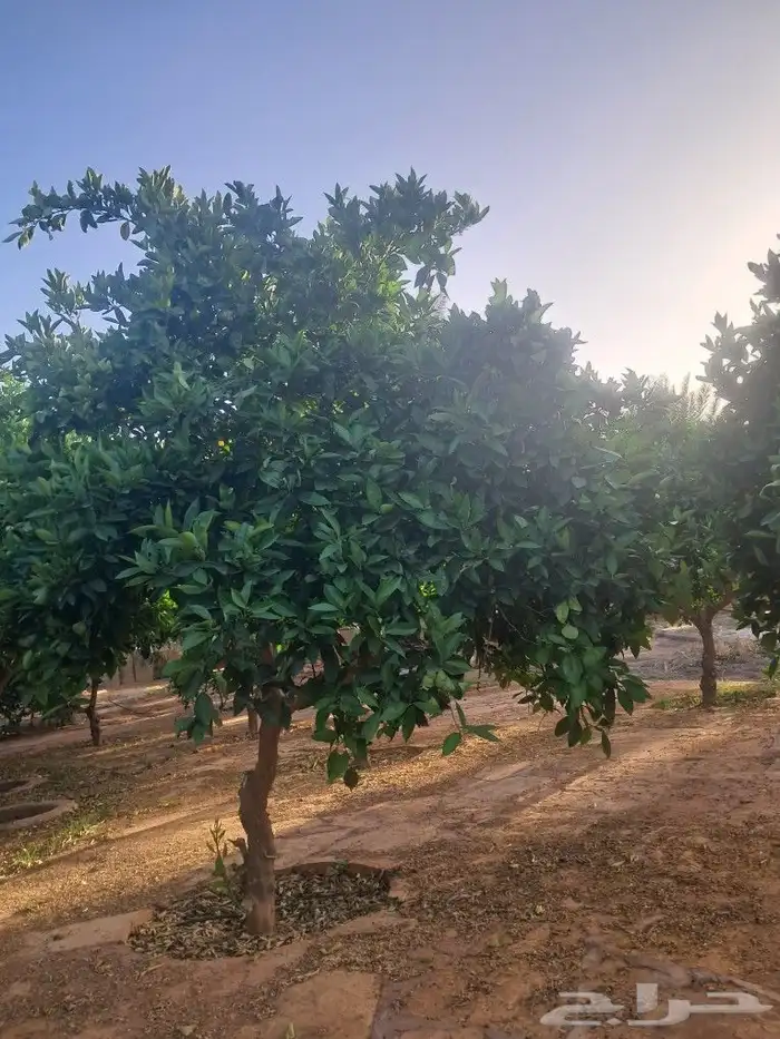 اشجار ونخيل للبيع 3