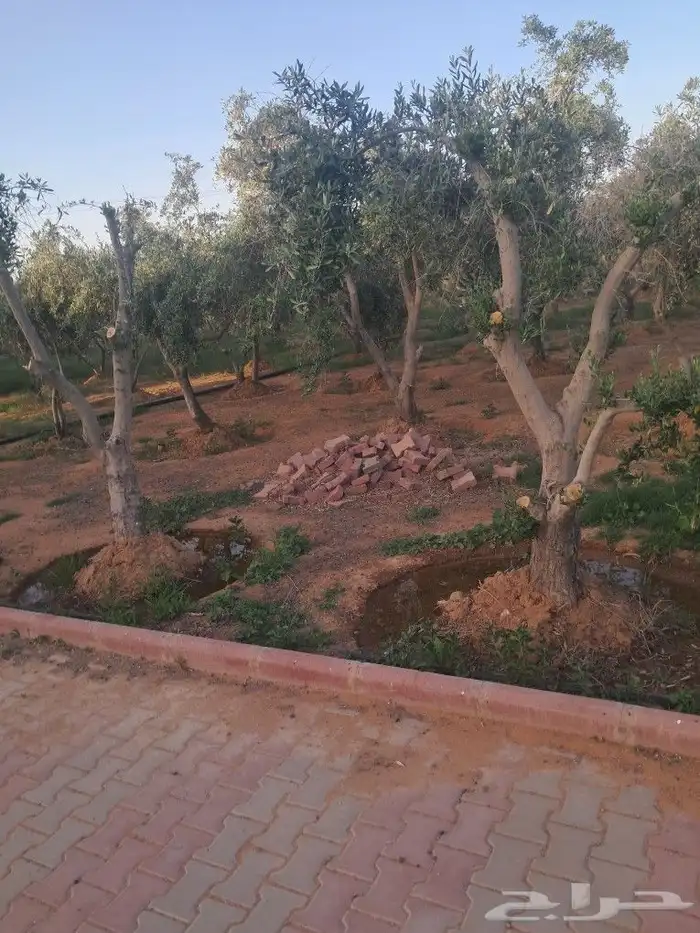 اشجار ونخيل للبيع 9