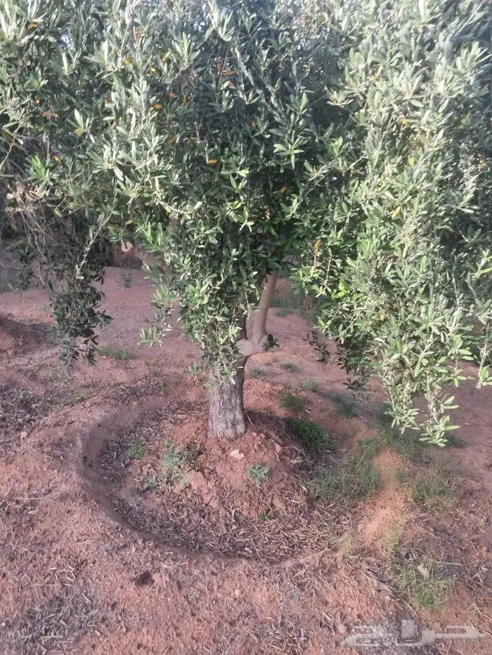 اشجار ونخيل للبيع 7