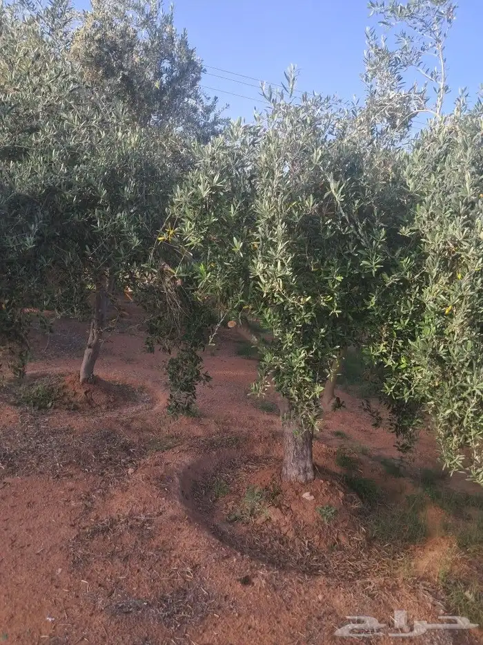 اشجار ونخيل للبيع 8