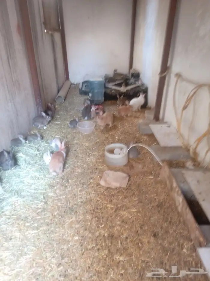 ارانب للبيع 4