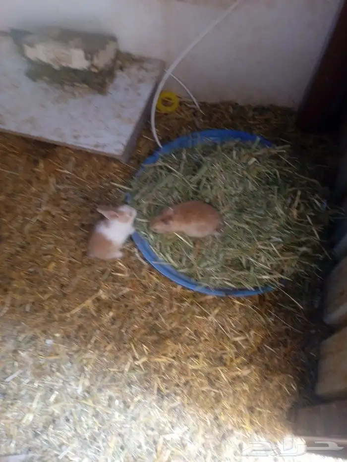 ارانب للبيع 1