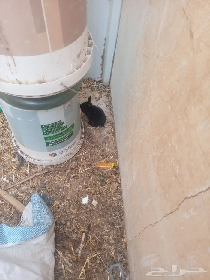 ارانب للبيع 2