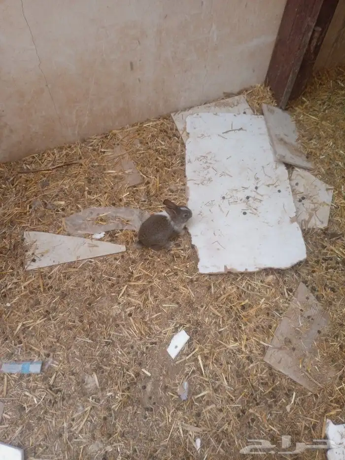 ارانب للبيع 3