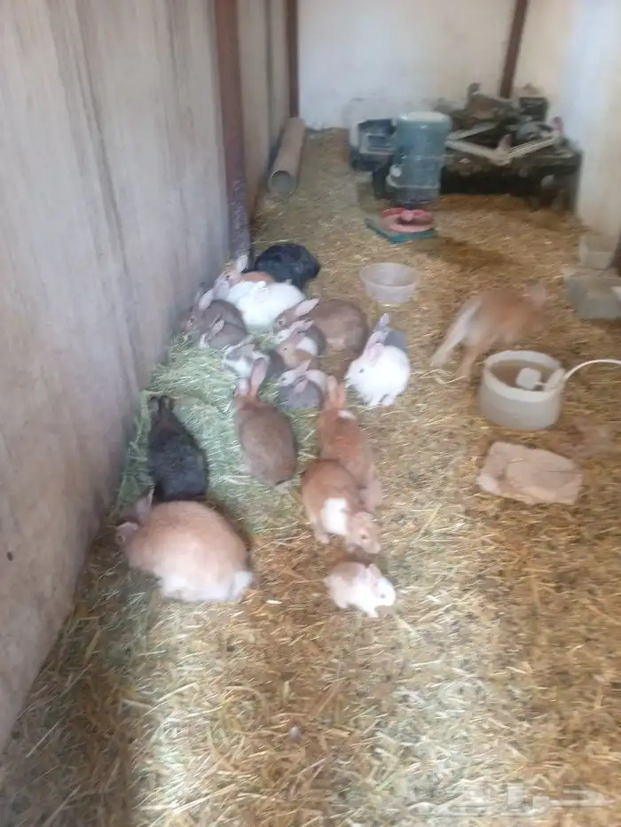 ارانب للبيع 0