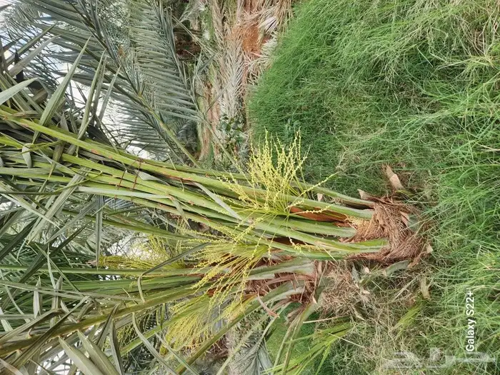 نخل مثمر 5