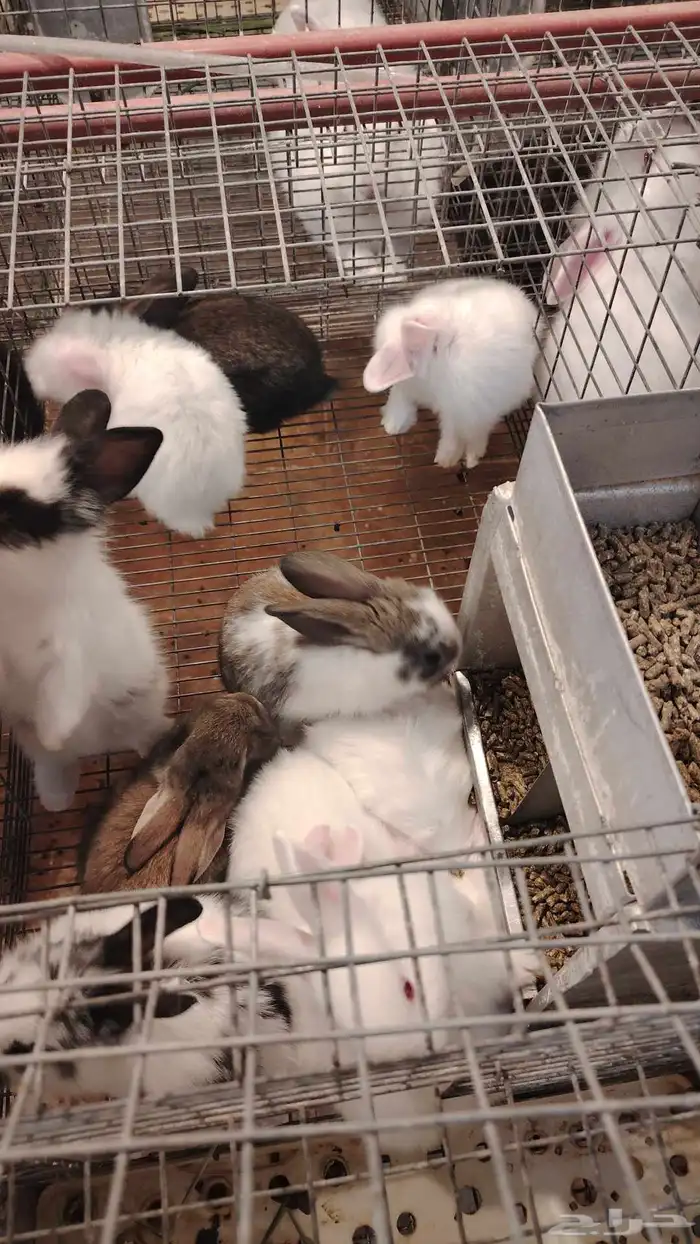 ارانب إعمار من عشرون يوم الين ثلاثين يوما 1