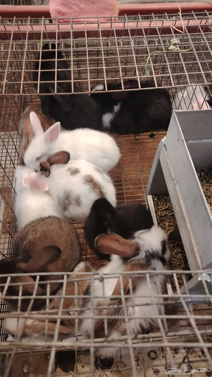 ارانب إعمار من عشرون يوم الين ثلاثين يوما 0