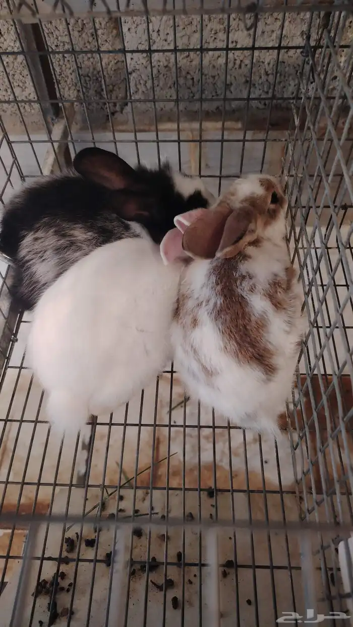 ارانب إعمار من عشرون يوم الين ثلاثين يوما 2