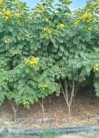 مزارع ومنسق حدائق 6