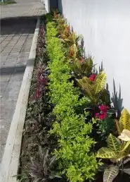 مزارع ومنسق حدائق 7