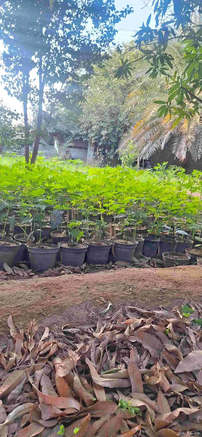 شتلات باباي بلدي اصلي محلي من مزارع الخوار 2
