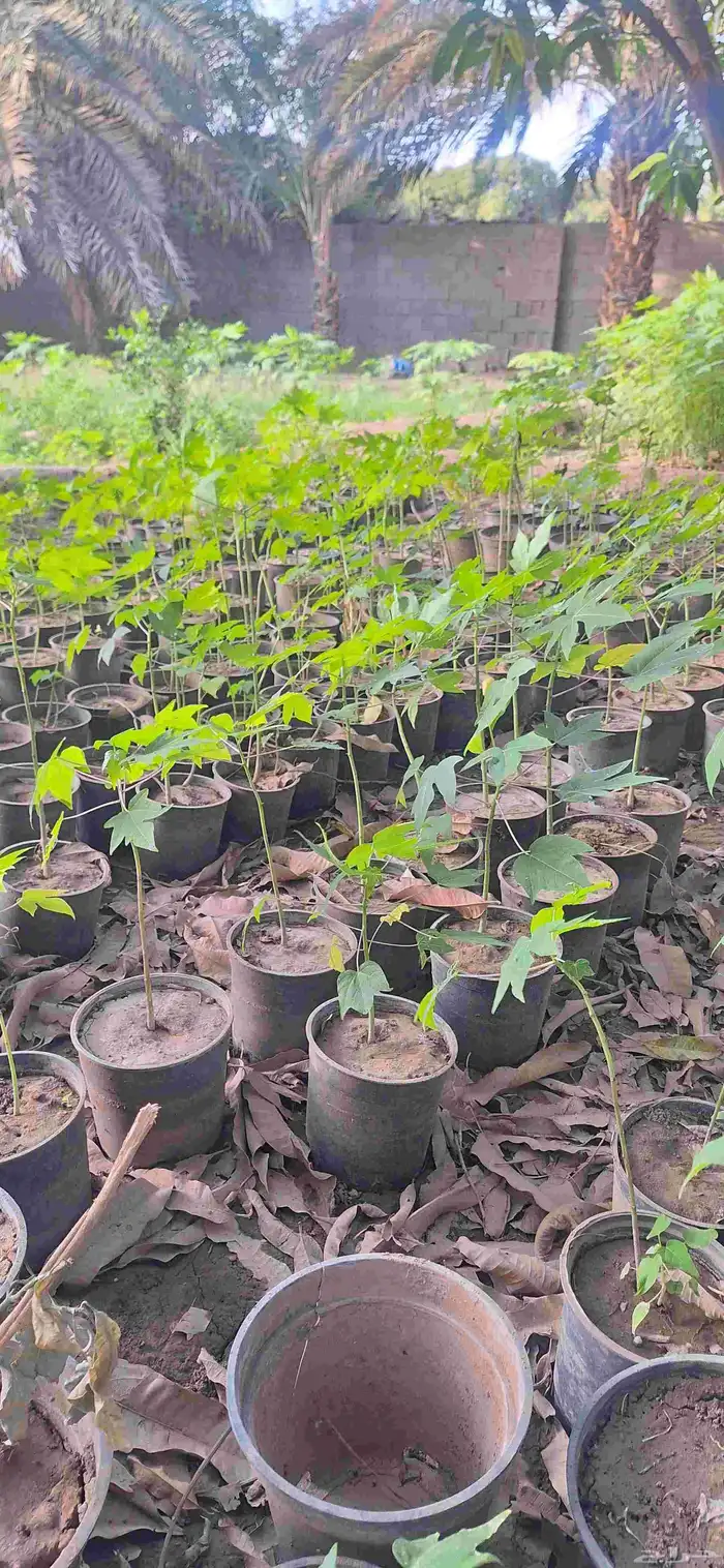 شتلات باباي بلدي اصلي محلي من مزارع الخوار 0