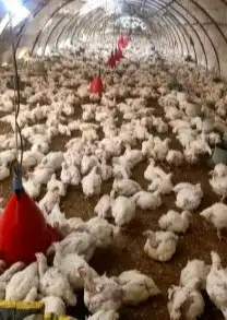انا مشرف وخبير علي مزارع الدجاج التسمين 3