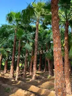 مزارع ومنسق حدائق 8