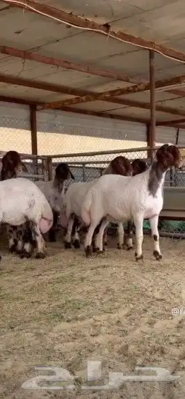 قصاص غنم مكينه 5