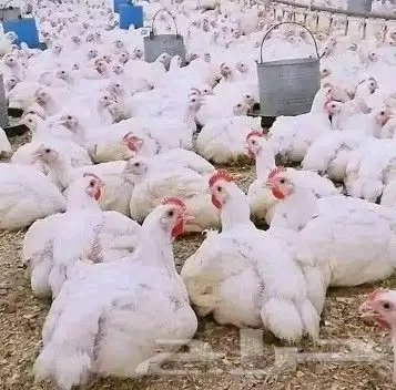 انا مشرف وخبير علي مزارع الدجاج التسمين 5