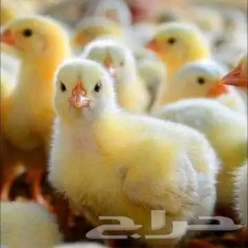 انا مشرف وخبير علي مزارع الدجاج التسمين 1