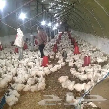 انا مشرف وخبير علي مزارع الدجاج التسمين 6